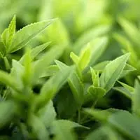 Whispeara GABA (Gamma-Aminobutyric Acid)